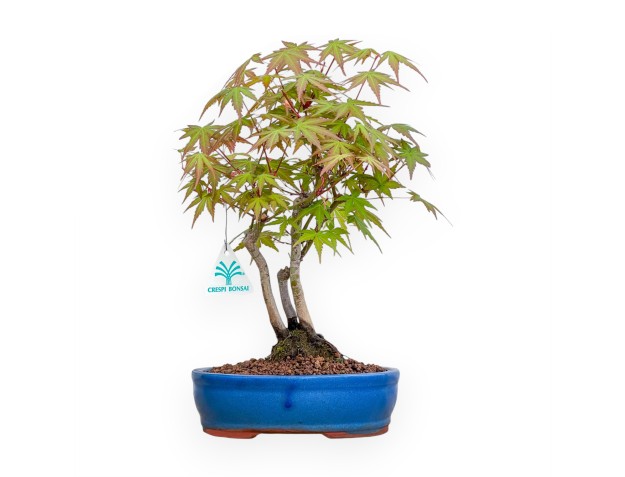 Acer Palmatum Viridis - Ahorne - 34 cm