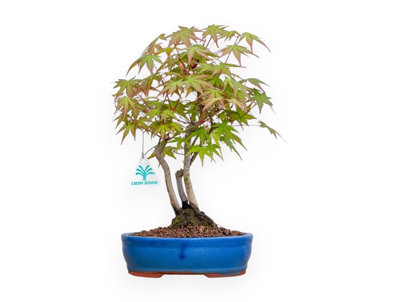 Acer Palmatum Viridis - Arce - 34 cm