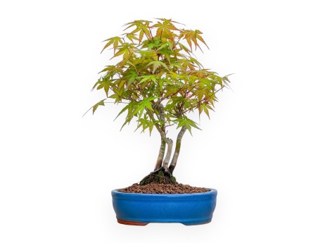Acer Palmatum Viridis - Érable - 34 cm