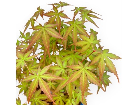 Acer Palmatum Viridis - Arce - 34 cm