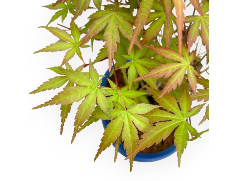 Acer Palmatum Viridis - Esdoorn - 34 cm