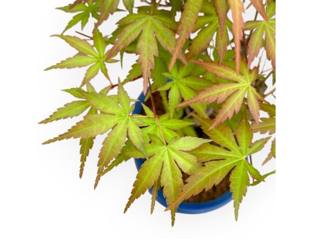 Acer Palmatum Viridis - Esdoorn - 34 cm