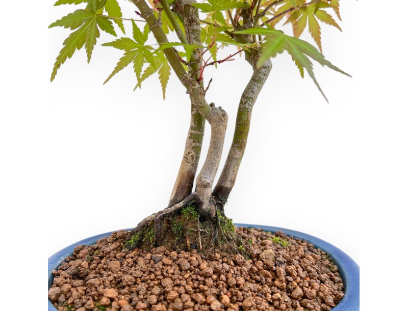 Acer Palmatum Viridis - Esdoorn - 34 cm