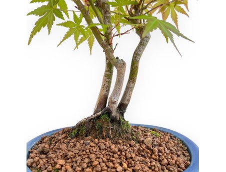 Acer Palmatum Viridis - Érable - 34 cm