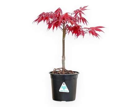 Acer Palmatum Atropurpureum - Maple - 42 cm