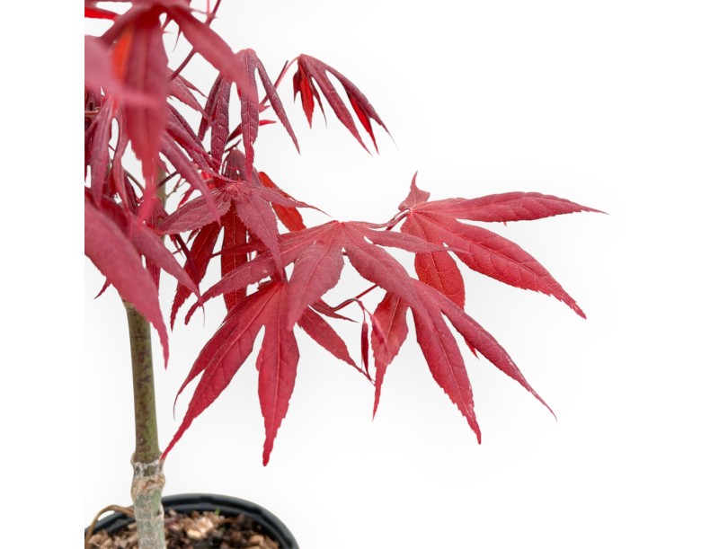 Acer Palmatum Atropurpureum - Arce - 42 cm