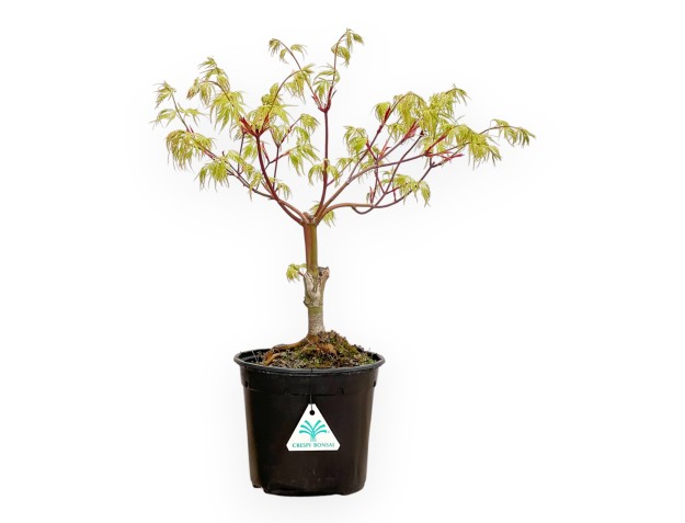 Acer Palmatum Dissectum Seiryu - Arce - 44 cm
