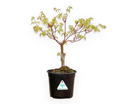 Acer Palmatum Dissectum Seiryu - Arce - 44 cm