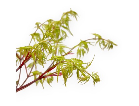 Acer Palmatum Dissectum Seiryu - Érable - 44 cm