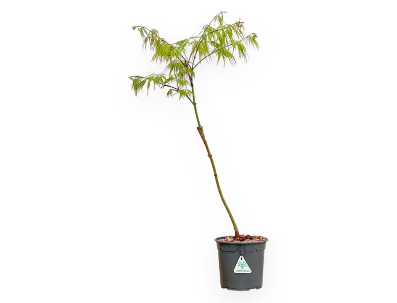 Acer Palmatum Dissectum - Érable - 73 cm