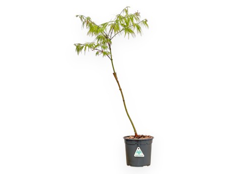 Acer Palmatum Dissectum - Acero - 73 cm
