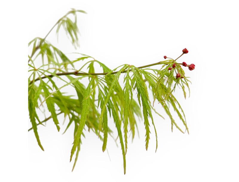 Acer Palmatum Dissectum - Arce - 73 cm