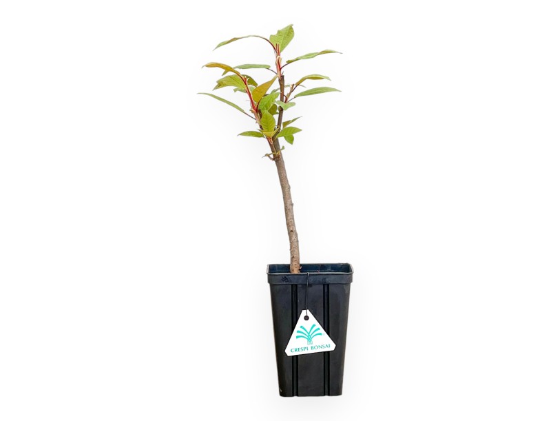 Prunus Padus - 36 cm