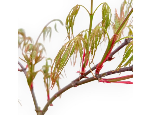 Acer Palmatum Dissectum Seiryu - Acero - 73 cm 2