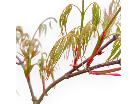 Acer Palmatum Dissectum Seiryu - Maple - 73 cm