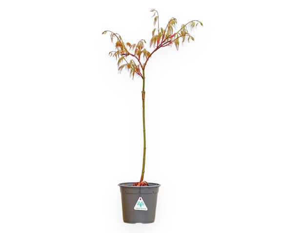 Acer Palmatum Dissectum Seiryu - Acero - 73 cm