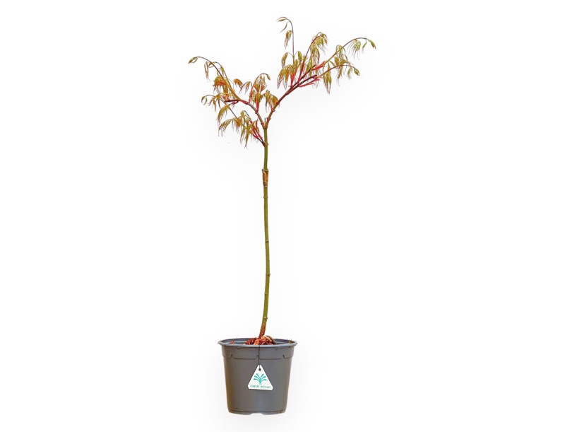Acer Palmatum Dissectum Seiryu - Arce - 73 cm