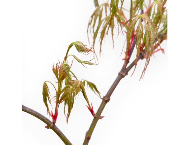 Acer Palmatum Dissectum Seiryu - Maple - 73 cm