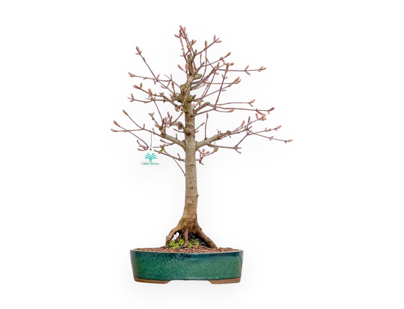 Veldesdoorn - Esdoorn - 58 cm