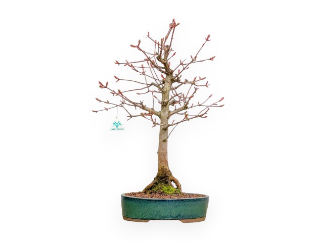 Érable Champêtre - Érable - 58 cm