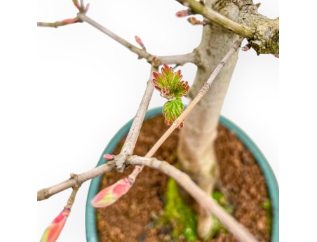 Acer Campestre - Acero - 58 cm