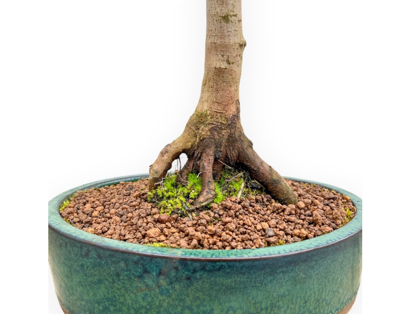 Veldesdoorn - Esdoorn - 58 cm