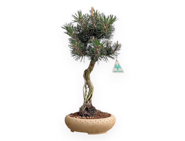 Pinus Thunbergii Kotobuki - Black Pine - 41 cm