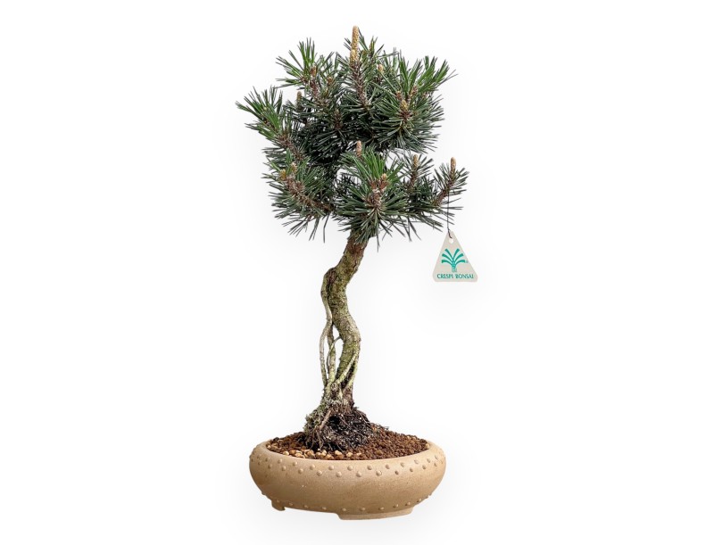 Pinus Thunbergii Kotobuki - Schwarz Kiefern - 41 cm