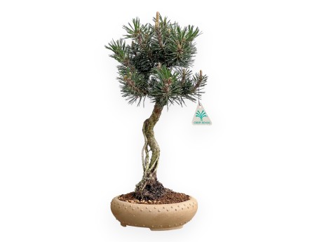Pinus Thunbergii Kotobuki - Pino Nero - 41 cm