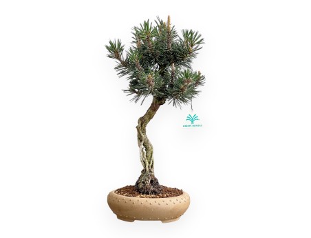 Pinus Thunbergii Kotobuki - Pino Negro - 41 cm