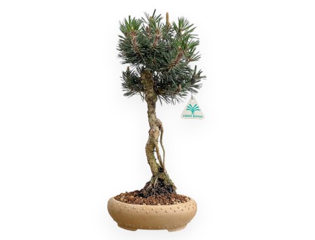 Pinus Thunbergii Kotobuki - Zwart Den - 41 cm