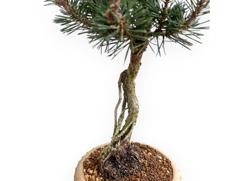Pinus Thunbergii Kotobuki - Pino Nero - 41 cm