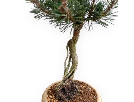 Pinus Thunbergii Kotobuki - Pin Noir - 41 cm