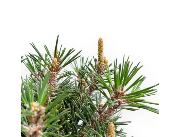 Pinus Thunbergii Kotobuki - Black Pine - 41 cm 2