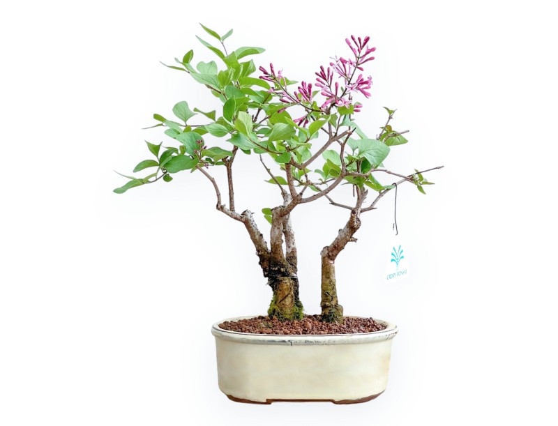 Syringa Vulgaris - Lilas - 30 cm