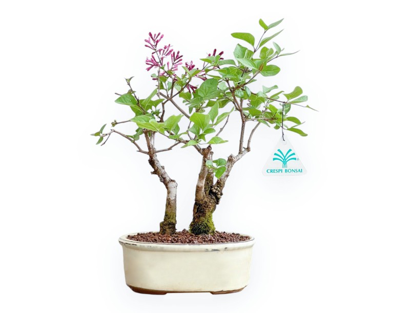 Syringa Vulgaris - Lillà - 30 cm