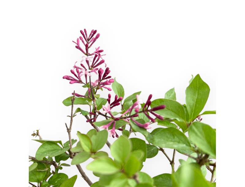 Syringa Vulgaris - Lillà - 30 cm