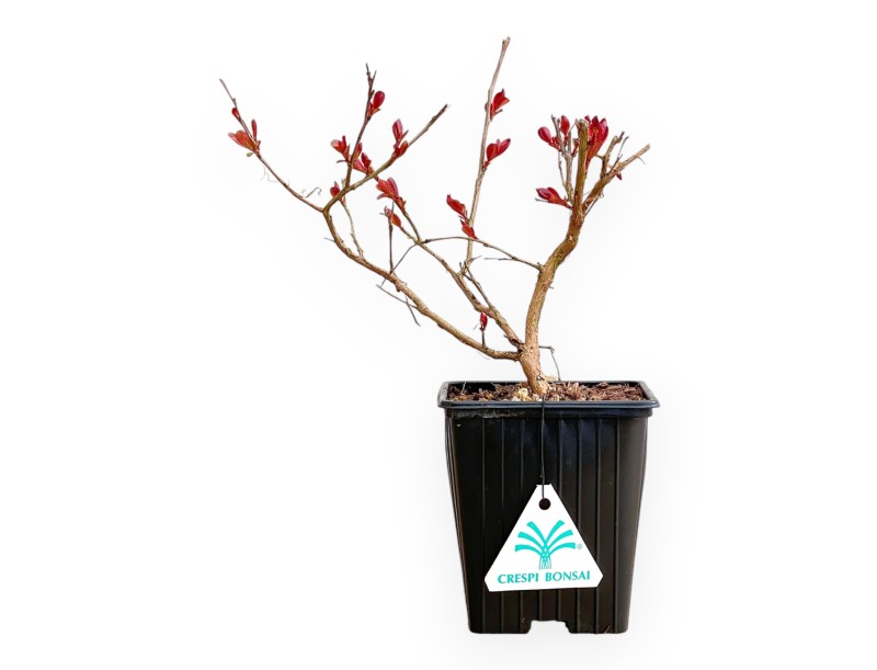 Lagerstroemia Indica Red Imperator - Crape Myrtle - 25 cm