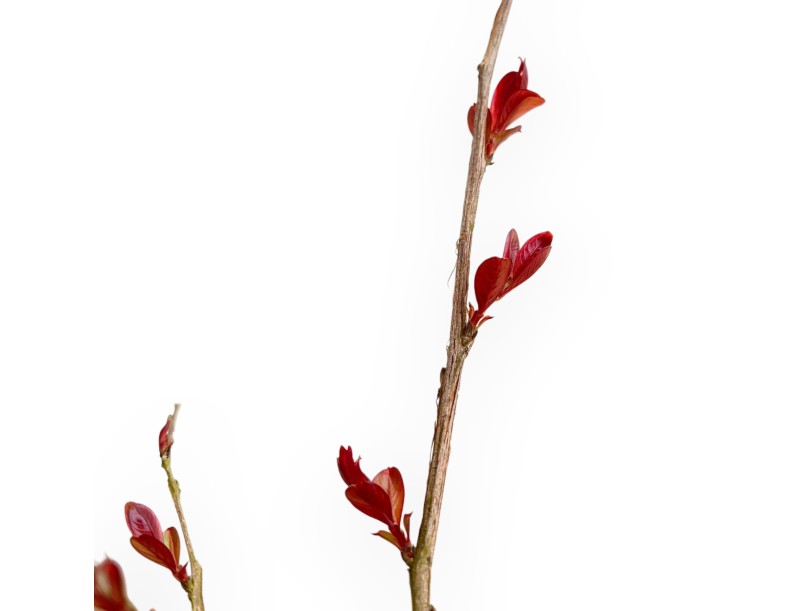 Lagerstroemia Indica Red Imperator - Mirto Crespo - 25 cm