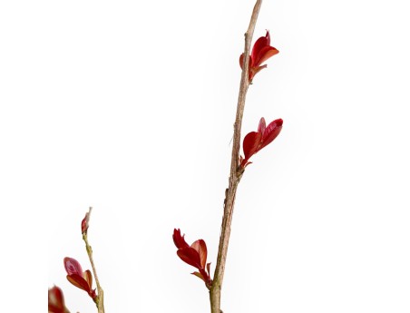 Lagerstroemia Indica Red Imperator - Rouwband Mirte - 25 cm