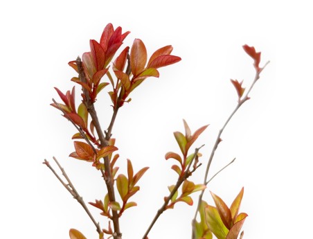 Lagerstroemia Indica Enduring Red - Crape Myrtle - 30 cm