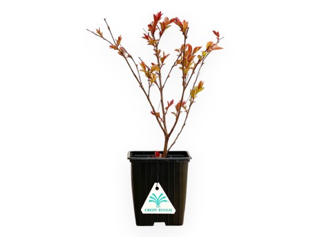 Lagerstroemia Indica Enduring Red - Myrte de Crêpe - 30 cm