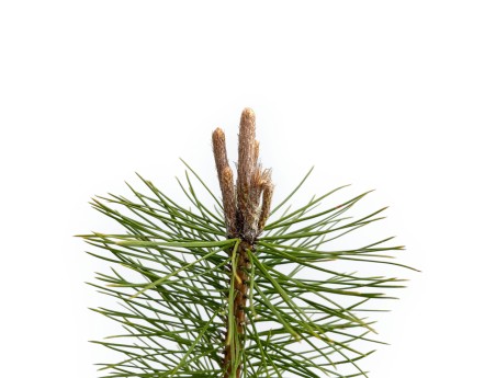 Pinus Nigra Austriaca - Black Pine - 50 cm