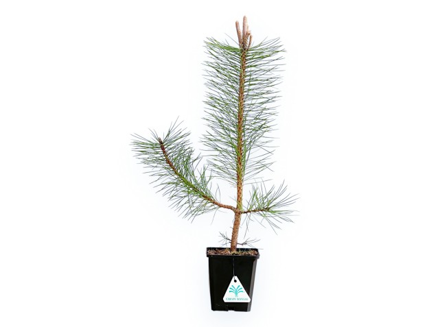 Pinus Nigra Austriaca - Black Pine - 50 cm