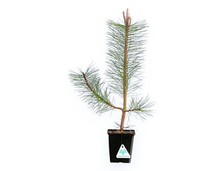 Pinus nigra austriaca - Pino nero - 50 cm