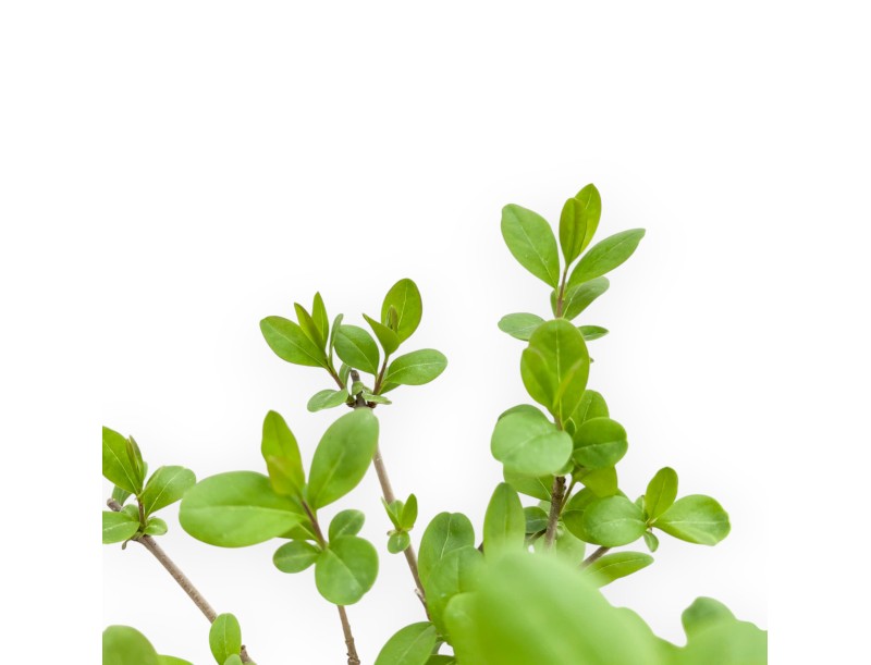 Ligustrum - Ligustro - 30 cm