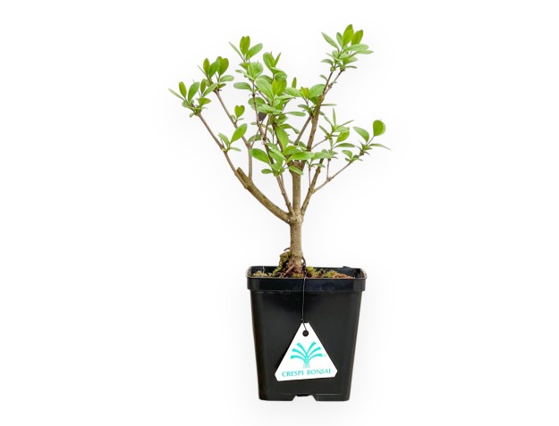Ligustrum - Ligustro - 30 cm