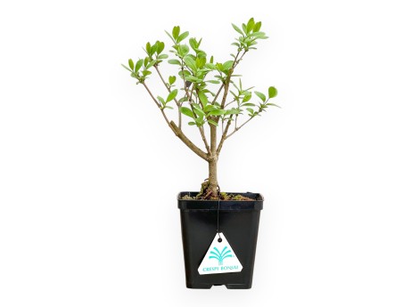 Ligustrum - Ligustro - 30 cm