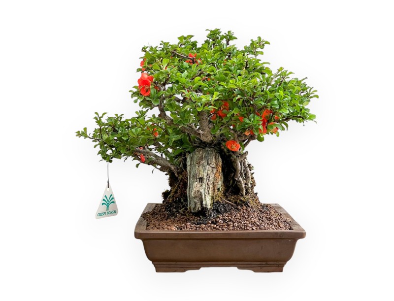 Chaenomeles Chojubai - Asian Quince - 31 cm