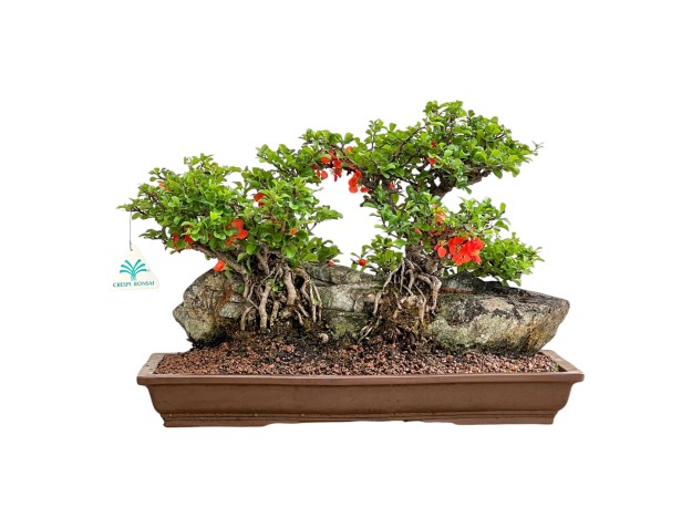 Chaenomeles Chojubai - Coing Asiatique - 31 cm